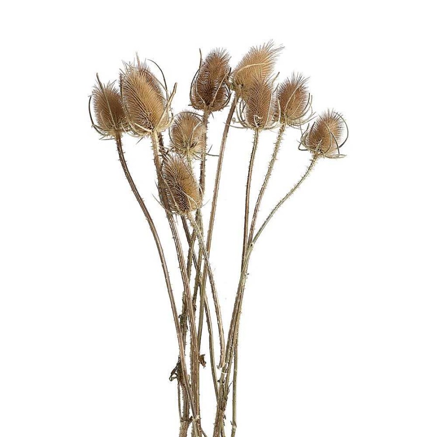 Pomax Collita - Gedroogde Bloemen - Chardon Natural - H 50 Cm - Naturel | Bloemen