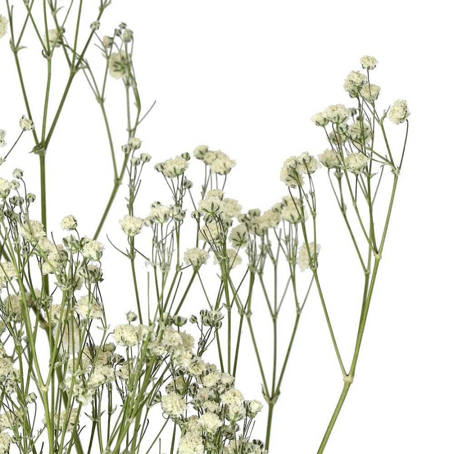 Pomax Collita - Gedroogde Bloemen - Gypsophila Natura - H 63 Cm - Wit | Bloemen