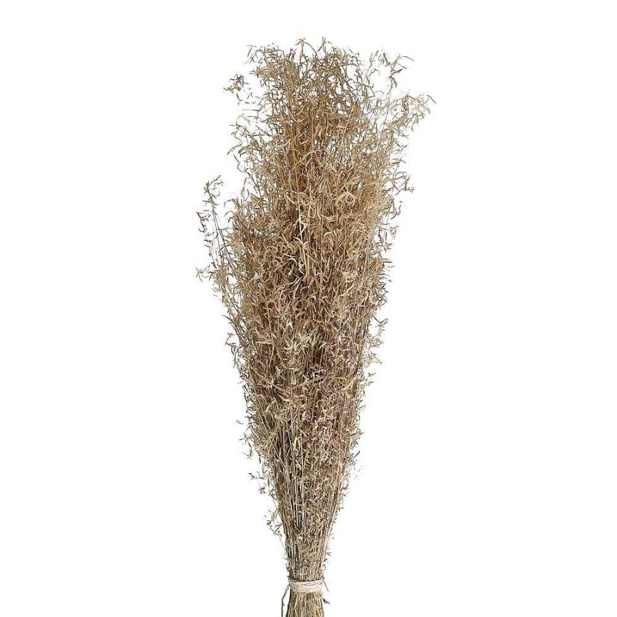 Pomax Collita - Gedroogde Bloemen - Munni Grass Natural - H 70 Cm - Naturel | Bloemen