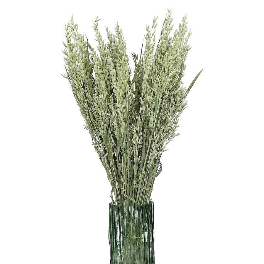 Pomax Collita - Gedroogde Bloemen - Avena Natural - H 72 Cm - Groen | Bloemen