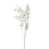 Pomax Collita - Gedroogde Bloemen - Munni Grass Natural - H 70 Cm - Naturel | Bloemen