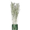 Pomax Collita - Gedroogde Bloemen - Gypsophila Natura - H 63 Cm - Wit | Bloemen