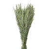 Pomax Collita - Gedroogde Bloemen - Avena Natural - H 72 Cm - Groen | Bloemen