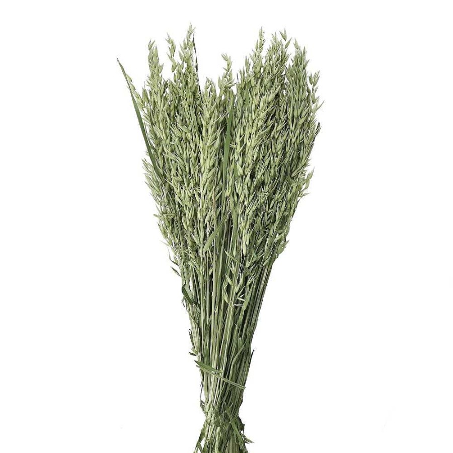 Pomax Collita - Gedroogde Bloemen - Avena Natural - H 72 Cm - Groen | Bloemen