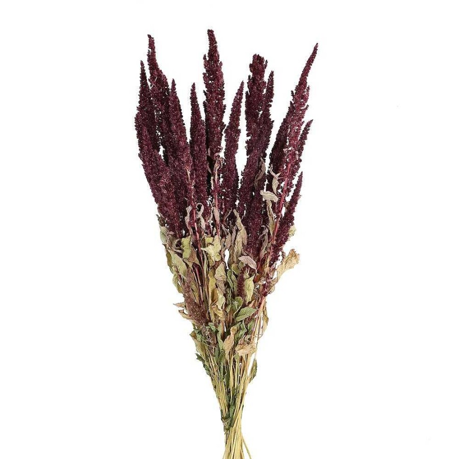 Pomax Collita - Gedroogde Bloemen - Amaranthus Natural - H 60 Cm - Wijn | Bloemen